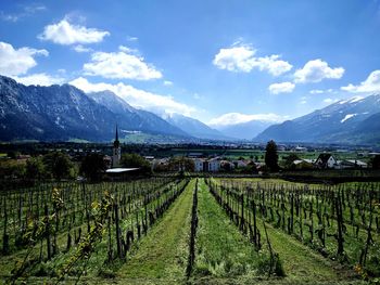 Vineyard against sky