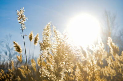 Close-up of flowering plant against sky on sunny day