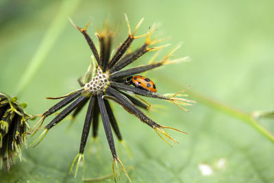 Close-up of insect on flower