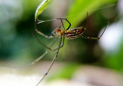 Close-up of insect on leaf