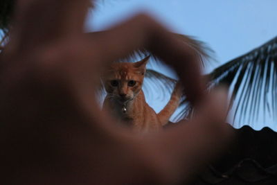 Close-up portrait of a cat