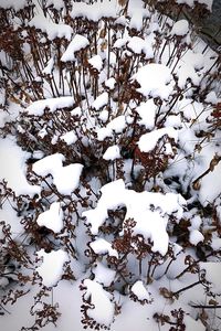 Snow on tree during winter