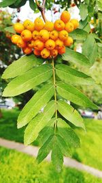 Close-up of fruits growing on tree