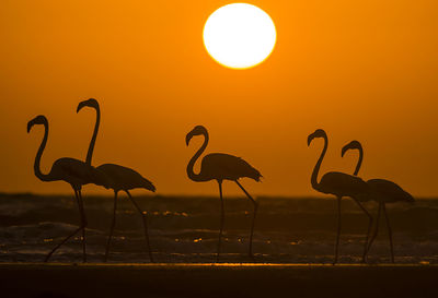 Silhouette of birds against sunset