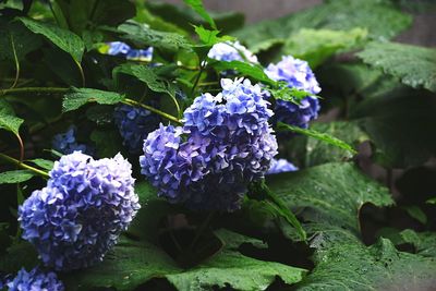 Close-up of hydrangea blooming outdoors