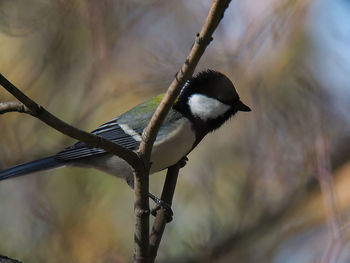 Close-up of bird perching on tree