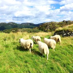 Sheep grazing on field against sky