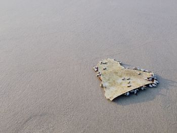 High angle view of bread on sand
