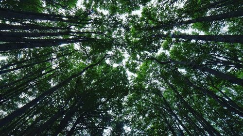 Low angle view of trees in forest