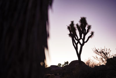 Joshua tree silhouette at sunset in california