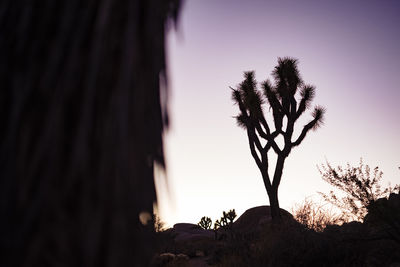 Joshua tree silhouette at sunset in california