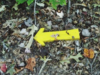 High angle view of yellow autumn leaves