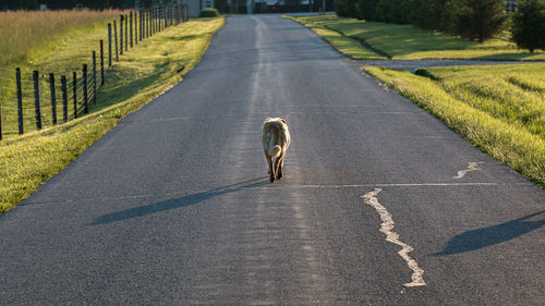 Full frame view of a dog walking away down a lonely rural road with grass and fence