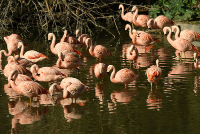 Flock of birds in lake