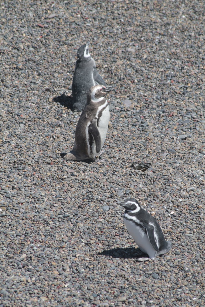 HIGH ANGLE VIEW OF BIRDS ON THE STREET