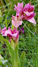 Close-up of day lily blooming on field