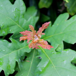 Close-up of wet red leaves on plant