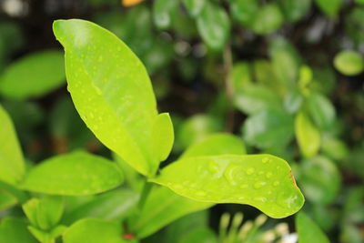 Close-up of wet leaves