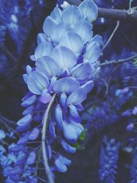 Close-up of purple flowering plant