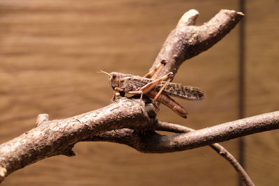 Migratory locust, locusta migratoria