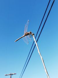 Low angle view of dragonfly on plant against clear blue sky