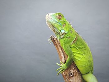 Close-up of frog on leaf