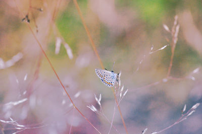 Close-up of butterfly on plant