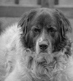 Close-up portrait of dog