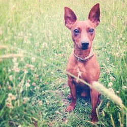 Portrait of dog on grassy field