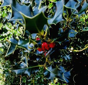 Close-up of red berries growing on tree