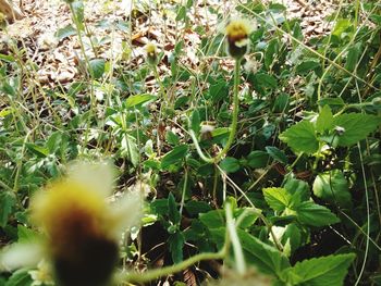 High angle view of plants on field