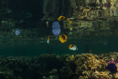 Close-up of fish swimming in aquarium