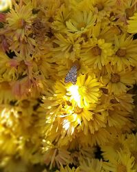 Close-up of yellow flowering plant