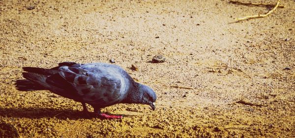 Close-up of bird on field