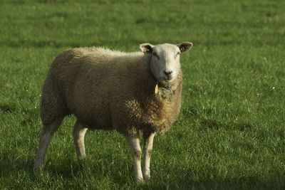 Portrait of sheep standing on field