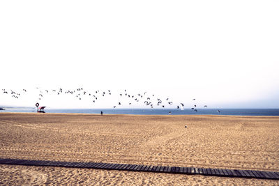 Birds flying over beach against clear sky