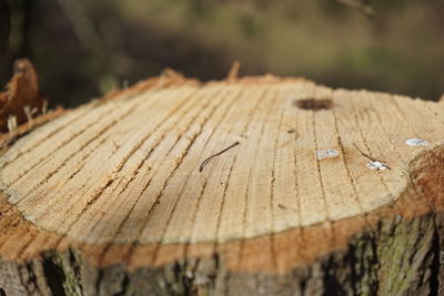 Close-up of tree stump in forest