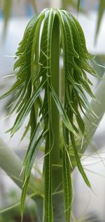 Close-up of fresh green plant