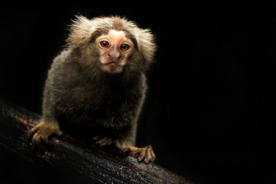 Marmoset a type of monkey that small body size. 