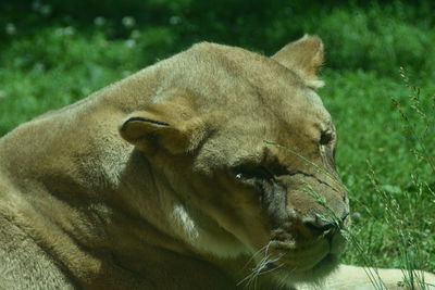 Close-up of a cat