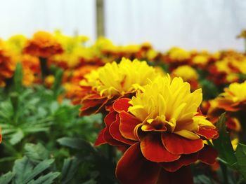 Close-up of yellow flower