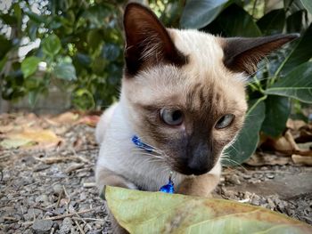 Close-up portrait of a cat