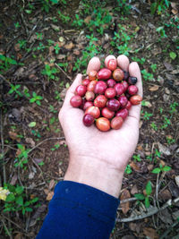 High angle view of hand holding berries on field