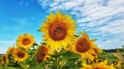 Close-up of sunflower