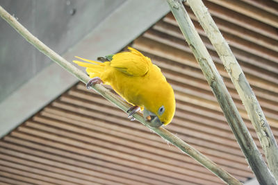 Close-up of parrot perching on metal in cage