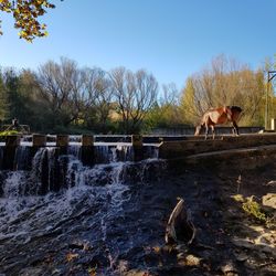 View of a horse against the sky