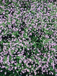 Full frame shot of flowers