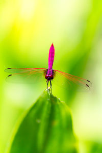 Close-up of insect on leaf