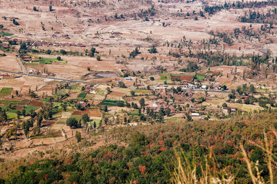 High angle view of plants growing on field