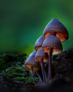 Close-up of mushroom growing on field